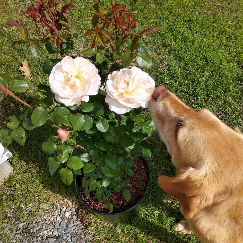 Meet your Posher, Darlene